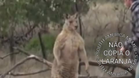 super strong kangaroo hits man