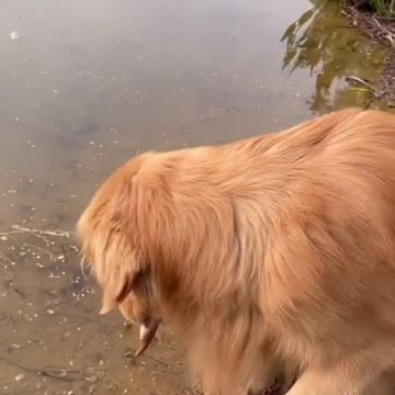 Golden Retriever saving fish