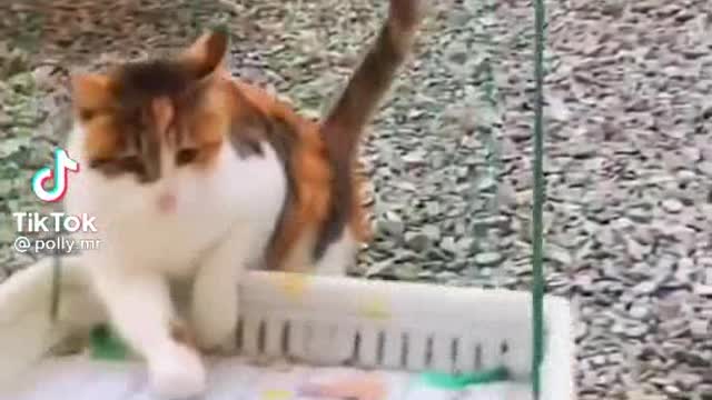 Cat funny hahaha hahaha hahaha