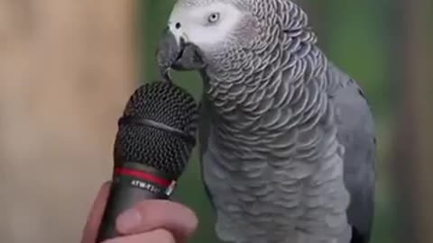 The smartest Parrot ever!