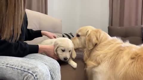 GOLDEN RETRIEVER MEETS GOLDEN RETRIEVER PUPPY FOR THE FIRST TIME