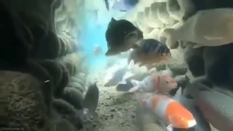 This is a beautiful and charming water-dwelling species