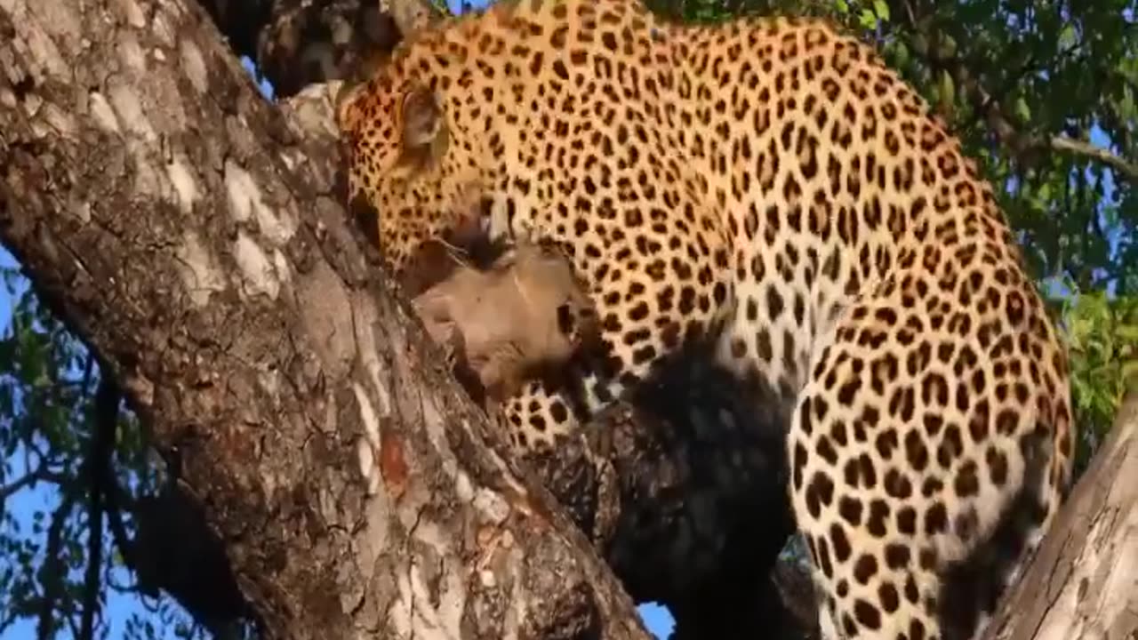 Leopard takes a live warthog to a tree then hyenas came