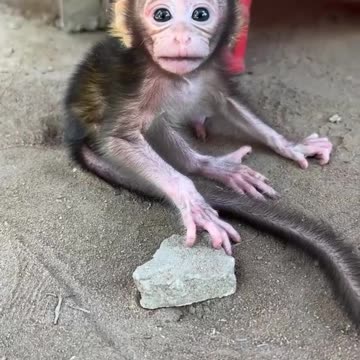 The lonely monkey baby