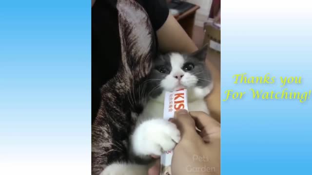 i heart pets 18