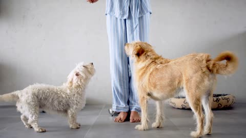 Midsection of unrecognizable woman in pajamas indoors at home, feeding two pet dogs