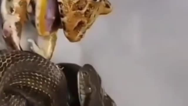 Real fight club frog vs snake