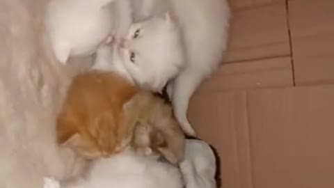 Cat video Playing Beautifull cat video Playing Beautifull cat