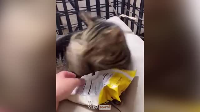 Funny Animals 2022 - Cute Dogs and Cats Doing Funny Things πΆ