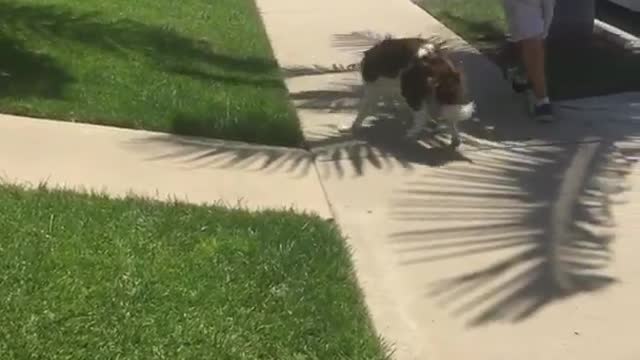 Dog sidewalk spin runs off