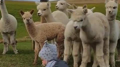 Baby edward surrounded by curious alpacas 😍