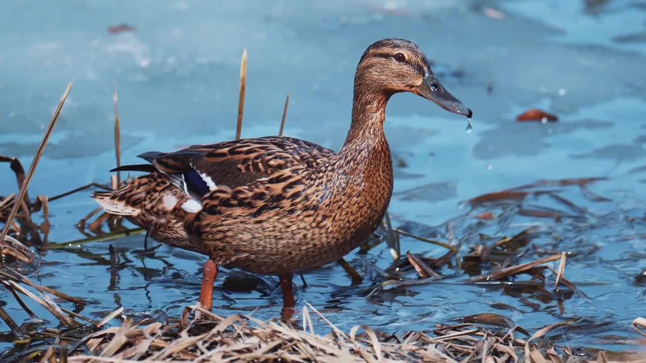 The mallard Anas platyrhynchos is a dabbling duck