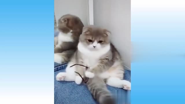 Cute Cats And Funny Dogs Videos Compilation