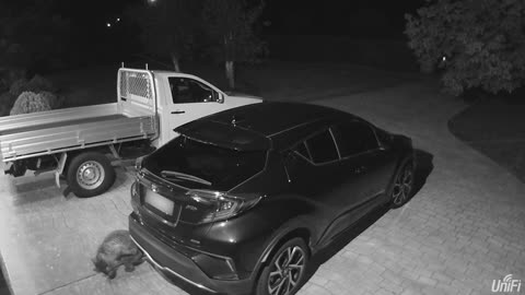 Wombat Uses Car as Scratching Post