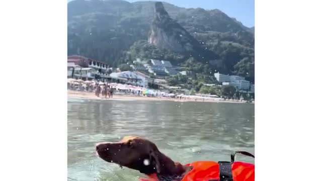 The dog(kitto)has its own personal motor pupeller