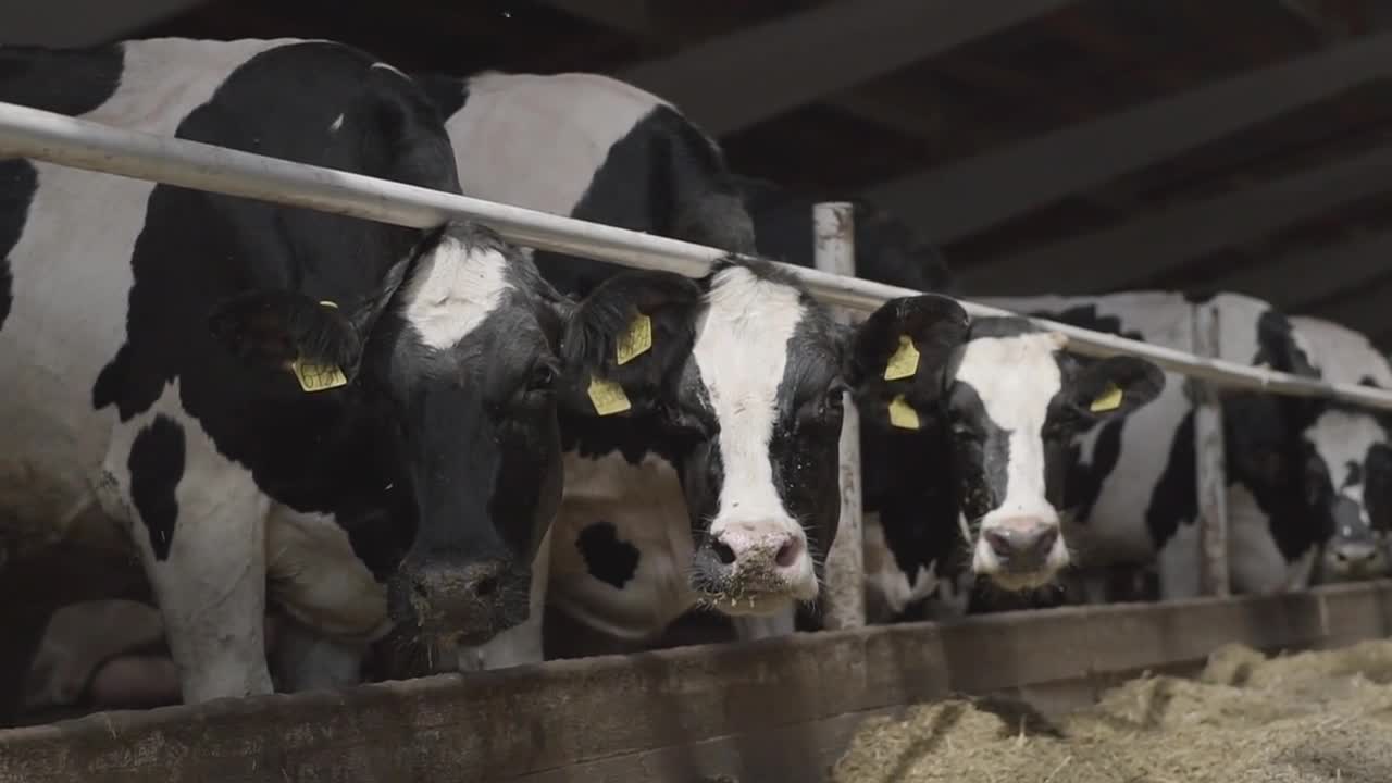 Close up cow feeding on milk farm. Cow on dairy farm eating hay