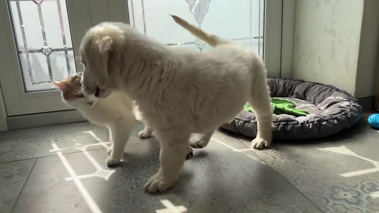 Golden Retriever Puppy Meets Cat for the First Time