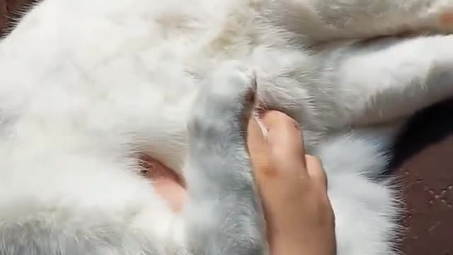 POV You are Petting a Fluffy Fat Cat #pov #cat #fatcat #chonk #catshorts #fluffy #catlover #shorts