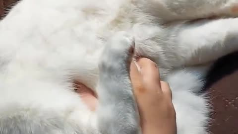 POV You are Petting a Fluffy Fat Cat #pov #cat #fatcat #chonk #catshorts #fluffy #catlover #shorts