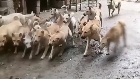 Funny animal videos | Dog and cat funny video