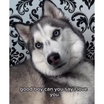 They Said Get a Husky…