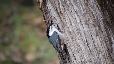 Little Bird climb Tree For Some Raw Food