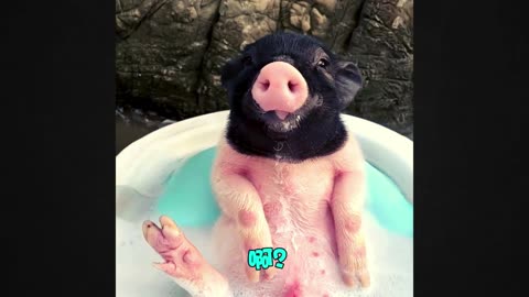 Adorable Piglet Enjoys a Bath—You Won't Believe How Cute!