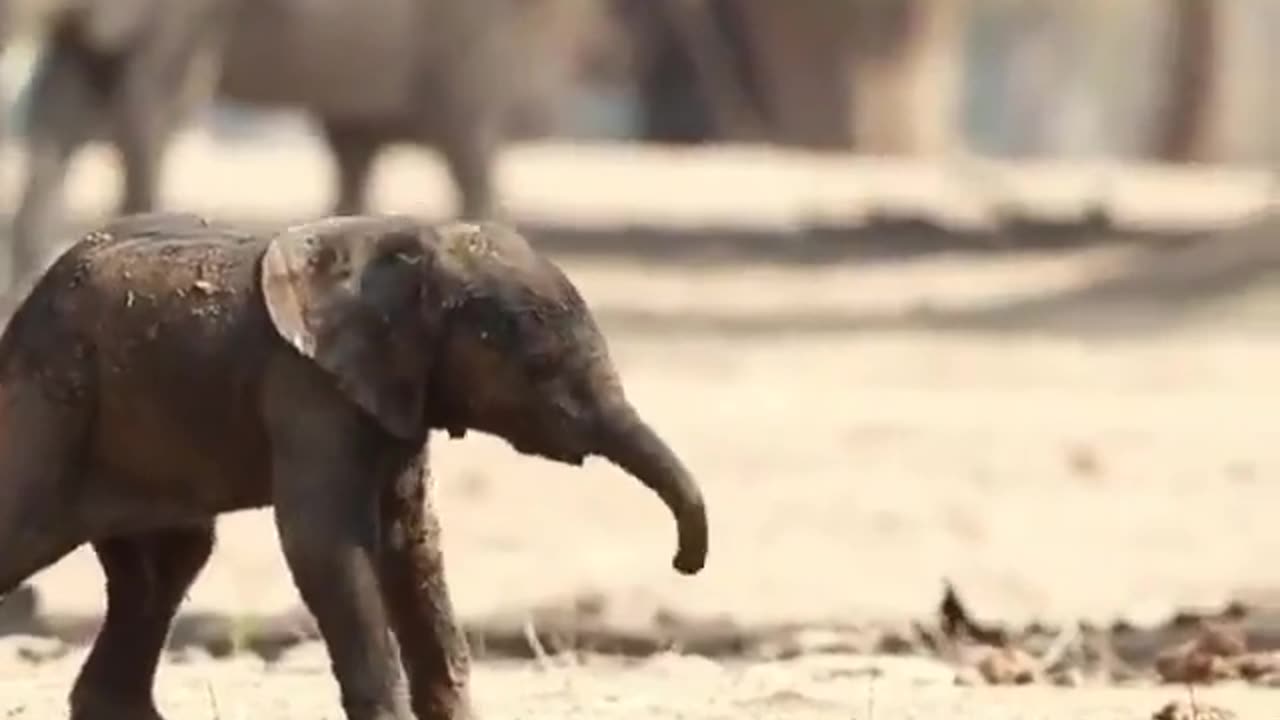 First steps of a baby elephant..