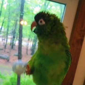 Smart Bird Knows What He Is Saying