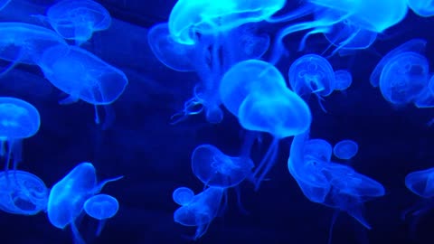 Beautiful Blue Jellyfish underwater