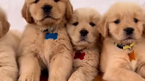 Cute golden retriever puppies 😍😍