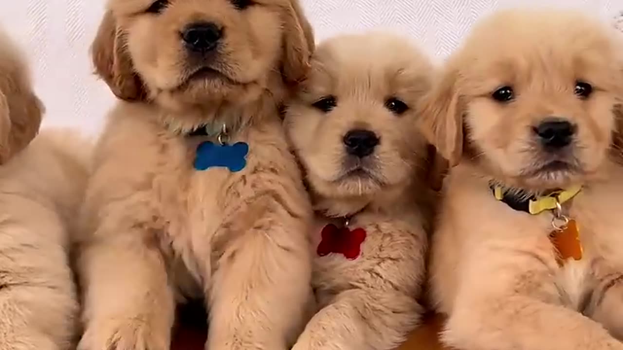 Cute golden retriever puppies 😍😍