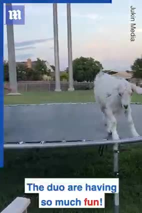 Goat bounces on trampoline with owner