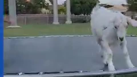 Goat bounces on trampoline with owner