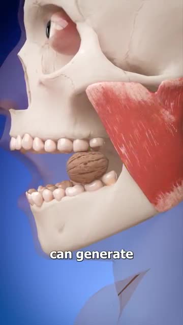 Is your Tongue is strongest muscle?