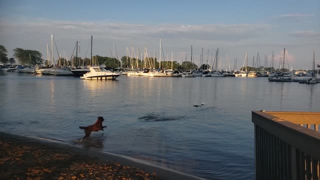 Chicago's Lovely Little Dog Beach