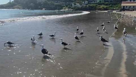 /seagulls-on-town-beach