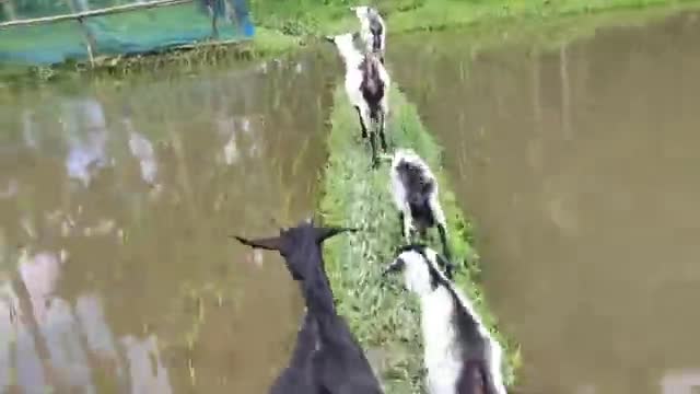 Goat Farming in Assam -- Assam Local Goat Farm