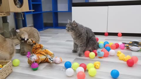 Funniest- animal