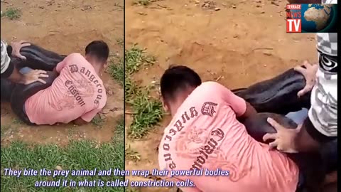 Most watch: Meet the young man escapes constriction coils by big Snack (Anaconda) in forest