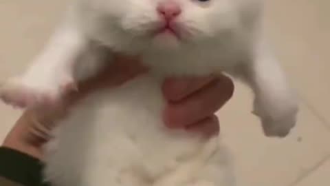 Funny cat animal video