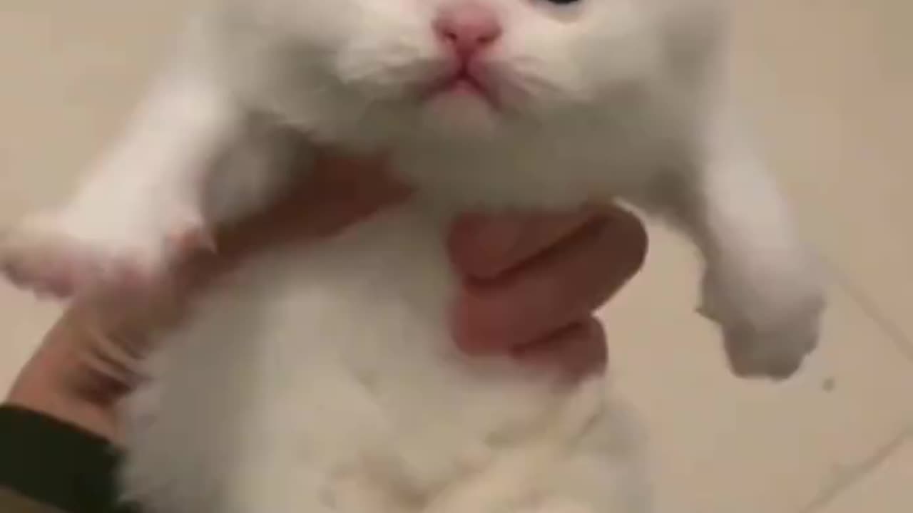 Funny cat animal video