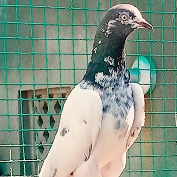 Ustad Malik Mohkam Khokhar Bichu Breed Pigeons