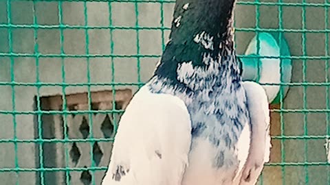 Ustad Malik Mohkam Khokhar Bichu Breed Pigeons