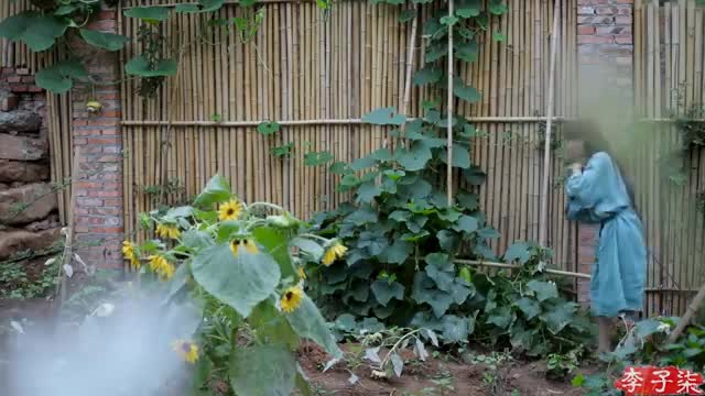 The # life # of # cucumbers