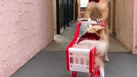 Dogs Last Minute Dash to the Shops