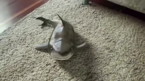 Cutest Baby Shark Happy Shark Funny Shark Cute Baby Animals Reaction