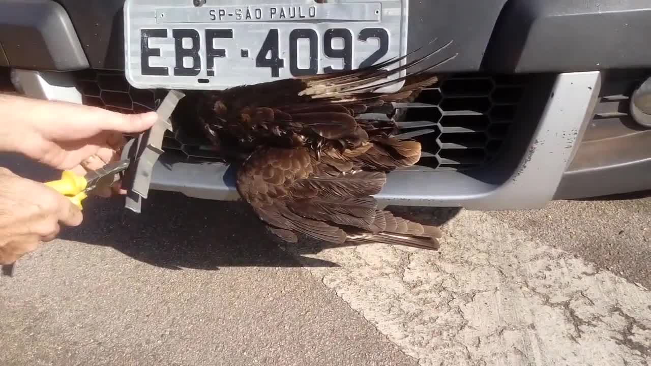 This Hawk Has 9 Lives