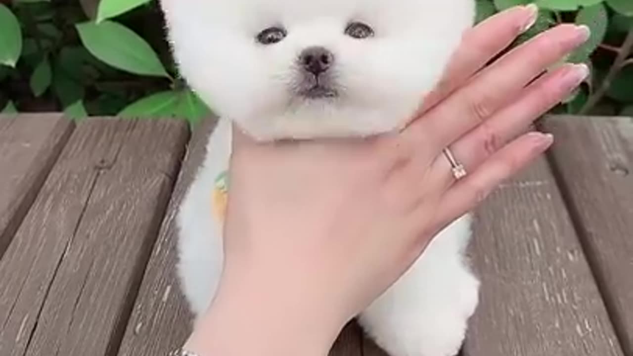 Cute puppy having white fur.