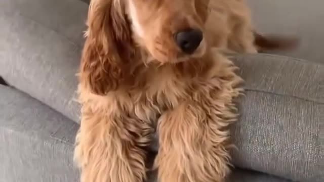 Cute Dogs Shorts😍 Funny Pets Videos 😍❤️ #shorts #dog #pet